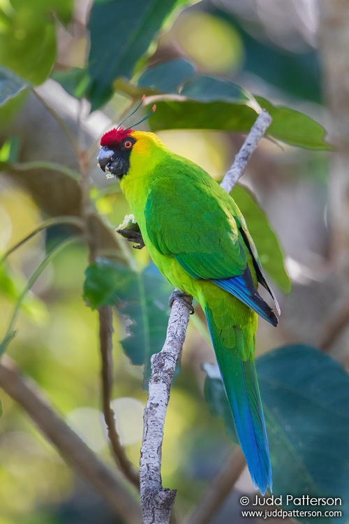 Horned Parakeet, New Caledonia